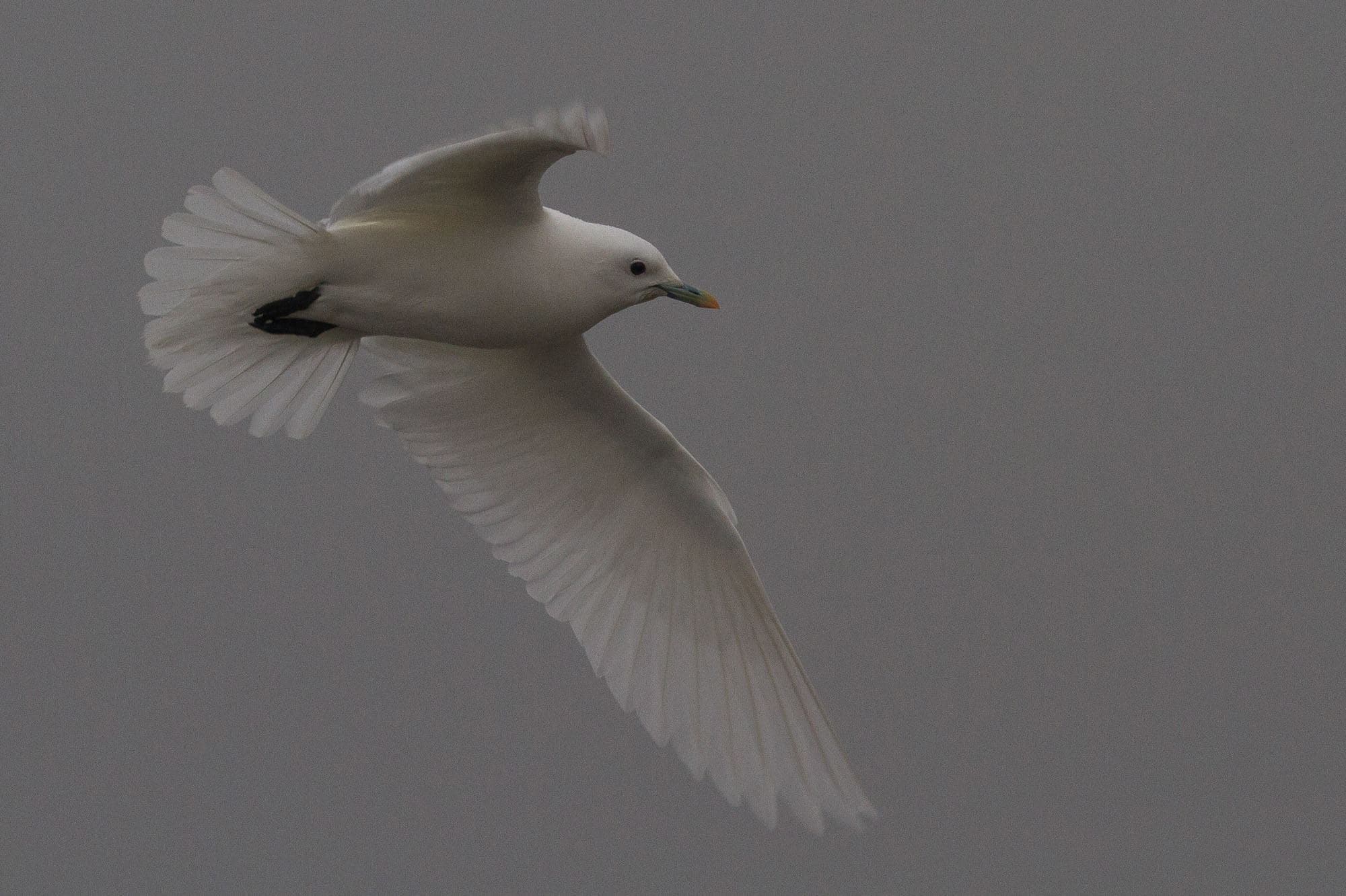 In early January, birders from around the country trekked to try to see an Ivory Gull which spent a few days near Quincy, Illinois.