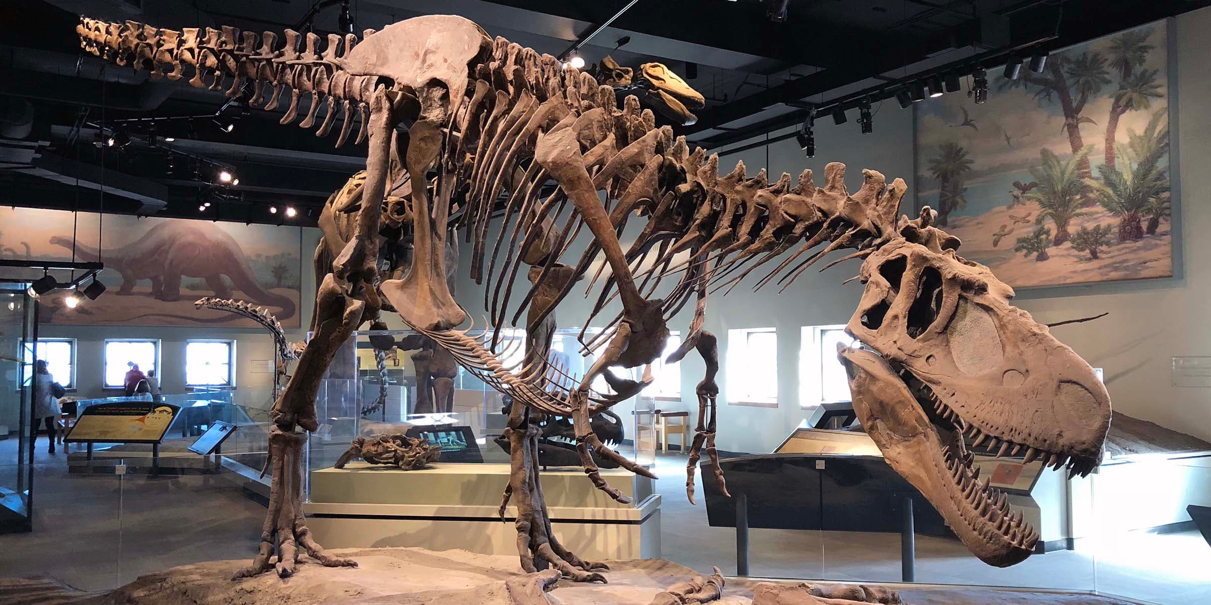 A large dinosaur skeleton standing on a brown surface and leaning forward menacingly, in a museum gallery