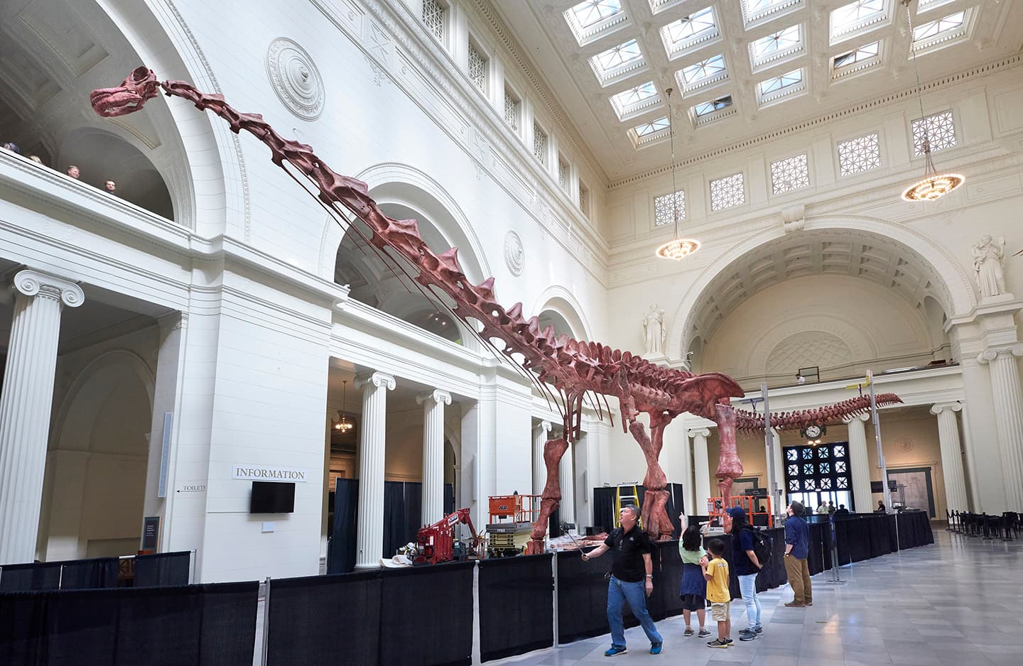 View looking up of a long-necked dinosaur skeleton in the museum's main hall. Its head peeks over the second floor balcony.