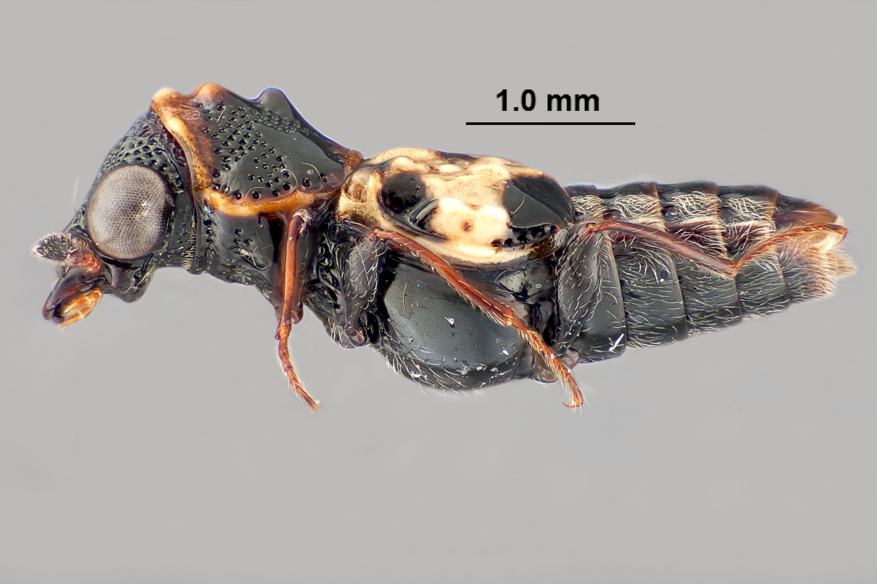 A very close-up, high resolution photograph of a beetle that has a mostly black body with orange-brown legs and yellow hairs and the backend of the body. Its eyes appear very large and globular.