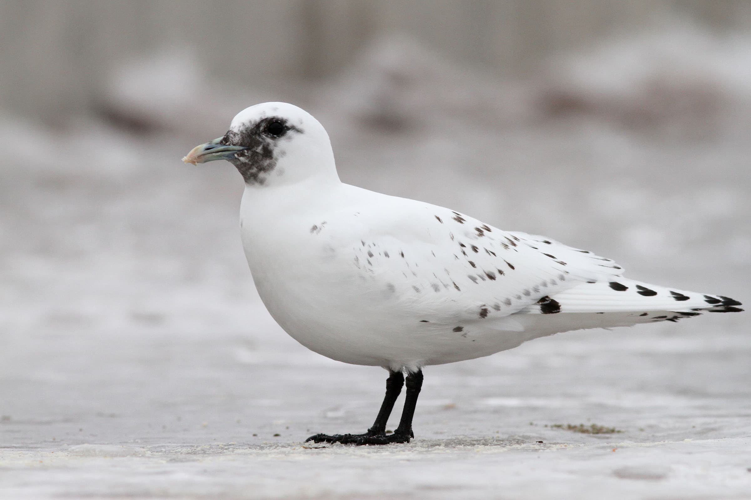 Ivory Gull by Nathan Goldberg